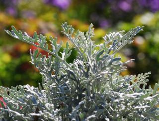 cineraire maritime - Cineraria maritima