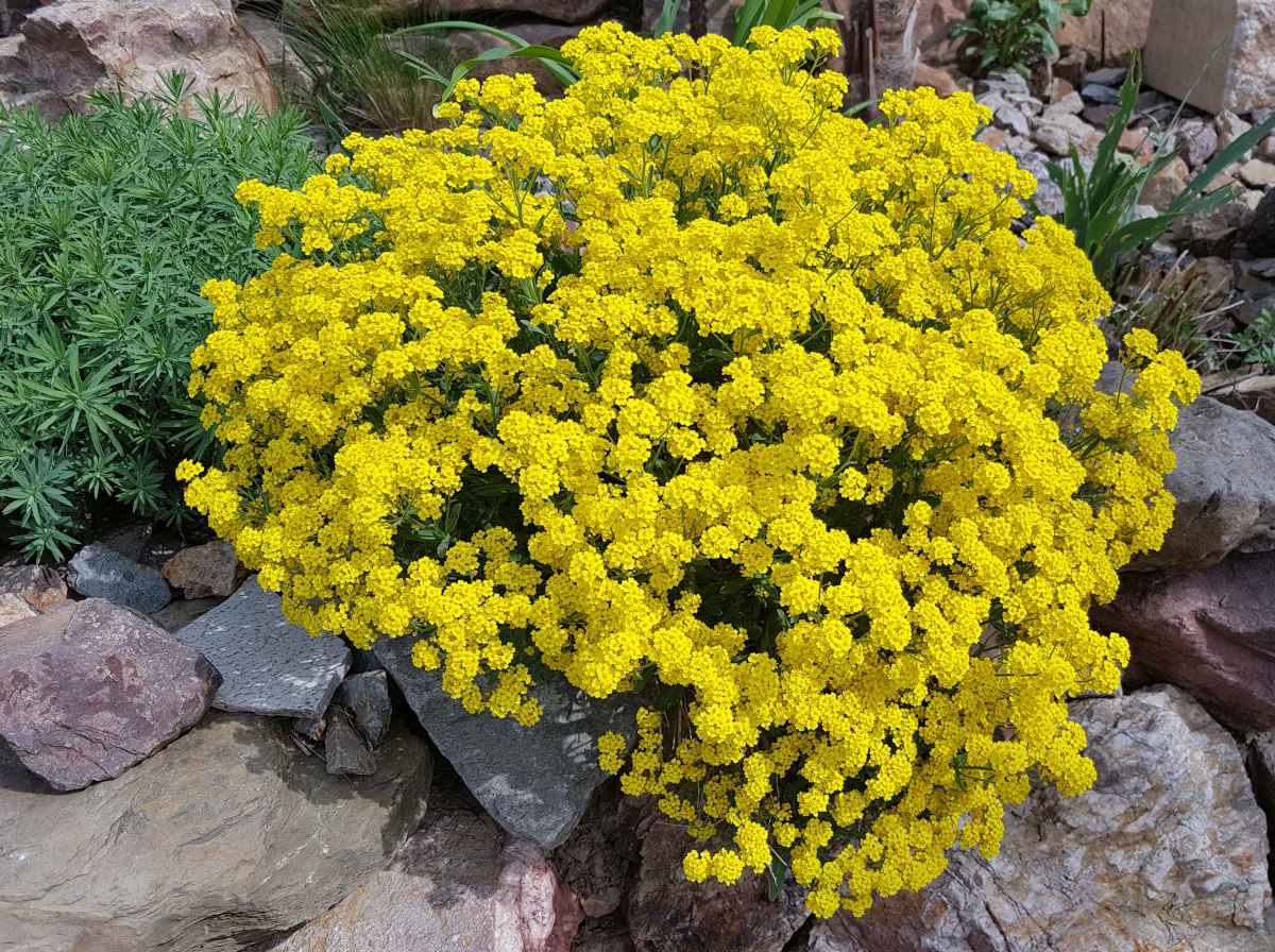 Corbeille d'or - Alyssum saxatile