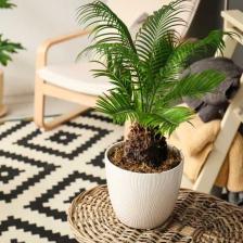 Cycas