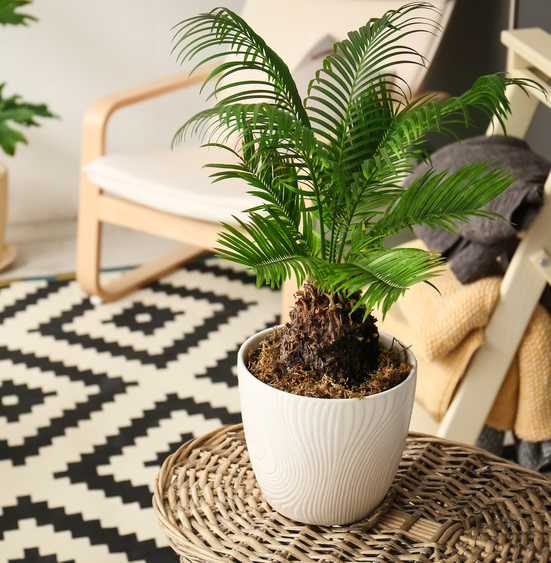 Comment protéger un Cycas en hiver ? - Promesse de Fleurs