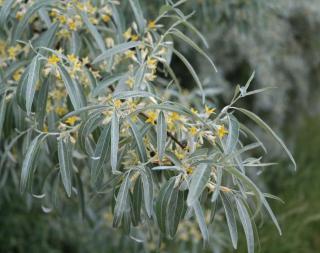 Elaeagnus angustifolia