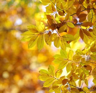 Entretien Orme de sibérie Caucase - Zelkova carpinifolia