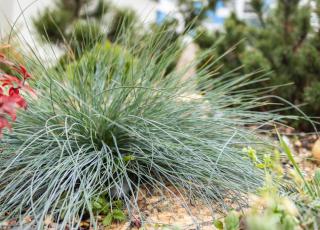 Fetuque bleue - Festuca glauca