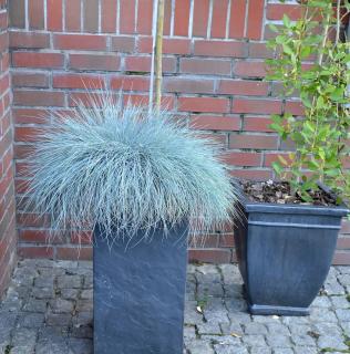 Fetuque bleue - Festuca glauca - en pot