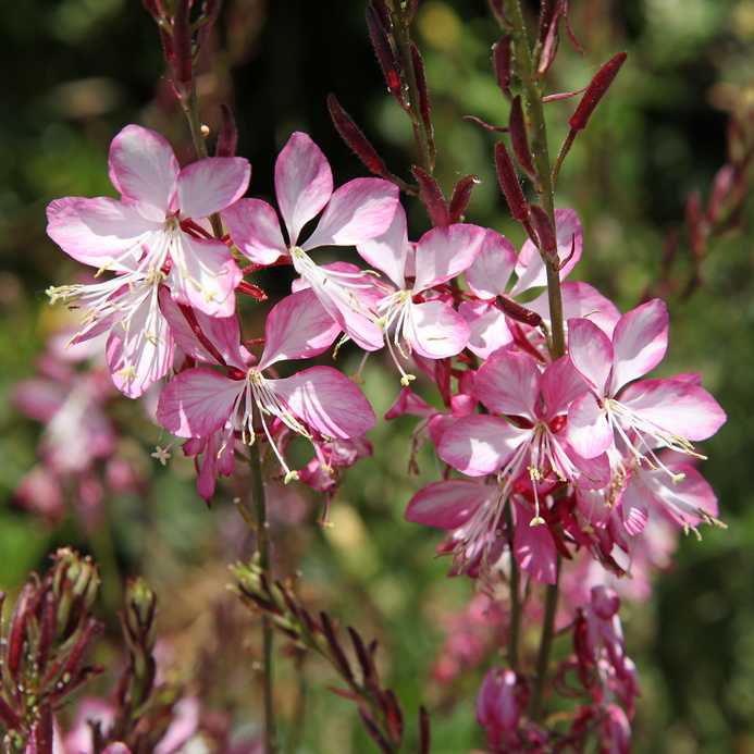 Gaura : plantation, taille et conseils d'entretien des fleurs