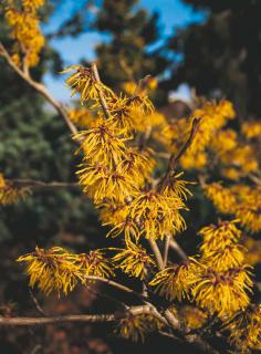 Hamamelis