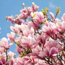 Magnolia