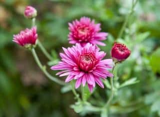 Marguerite automne