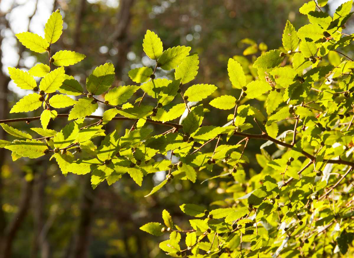 Orme de sibérie Caucase - Zelkova carpinifolia