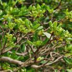 Pittosporum