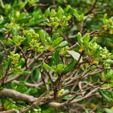 Pittosporum