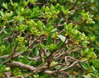 Pittosporum plantation 