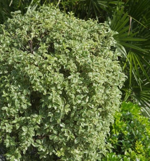 Pittosporum tenuifolium plantation