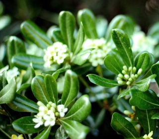 Pittosporum tobira plantation