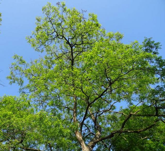 Acacia commun : entretien et taille