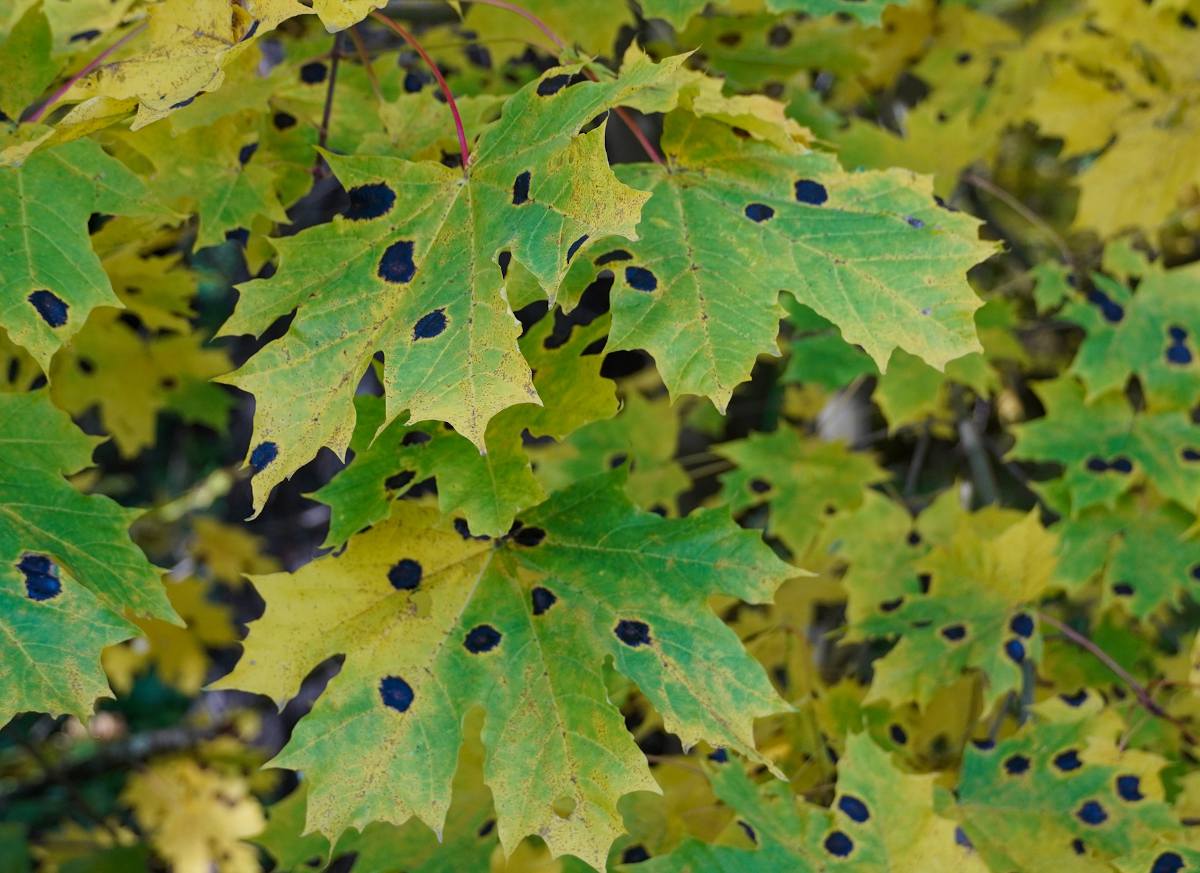 Tache noire goudronneuse de l'Érable - Rhytisma acerinum