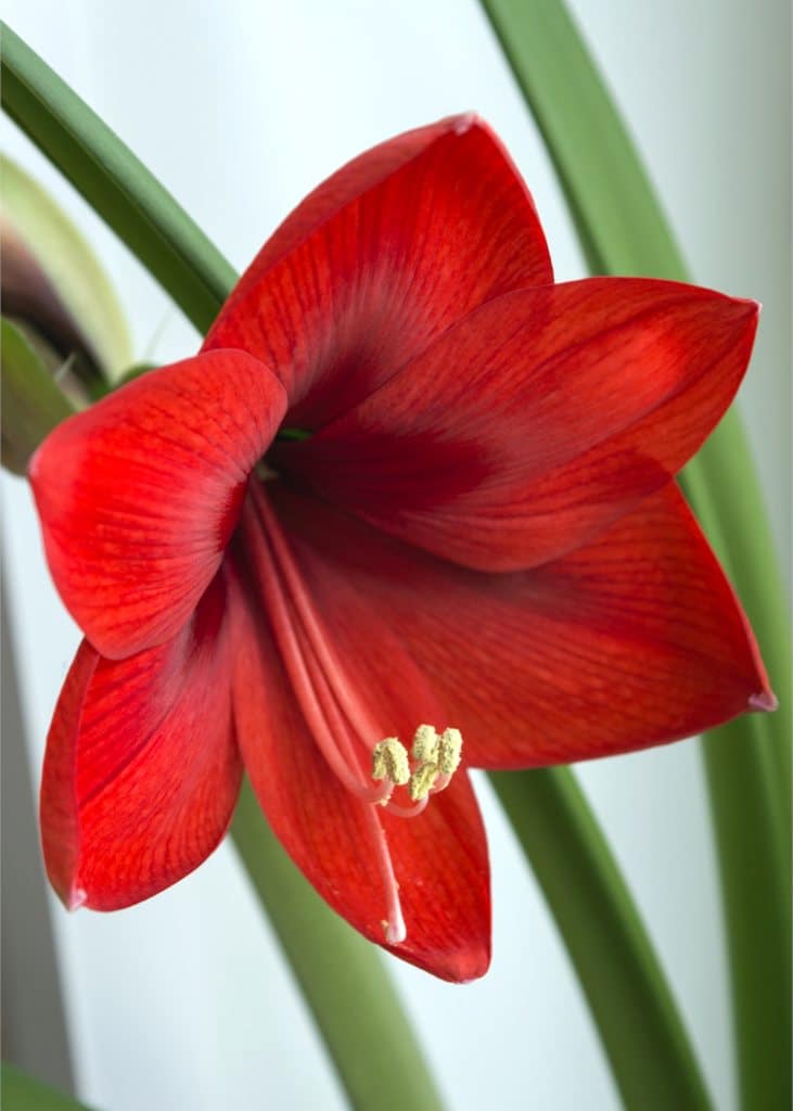 Amaryllis - growing, planting and advice on how to care for it.