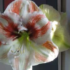 amaryllis