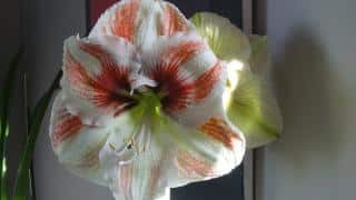 faire durer amaryllis