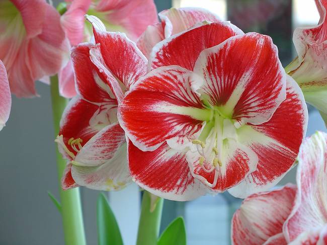 amaryllis automne