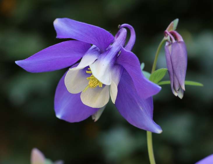 Des fleurs en religion chrétienne: vertus, miracles et symbolique Ancolie