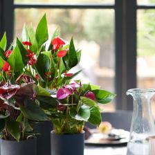 anthurium