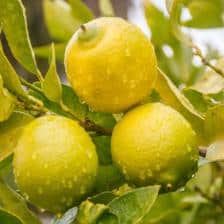 arrosage du citronnier