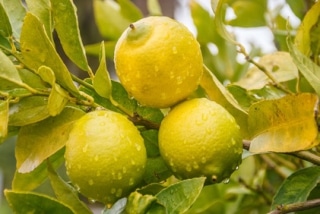 arrosage du citronnier