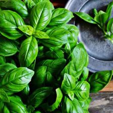 basilic