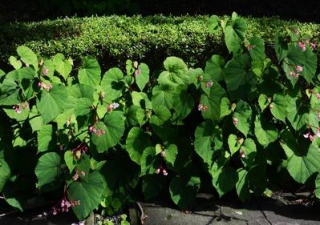 begonia grandis 