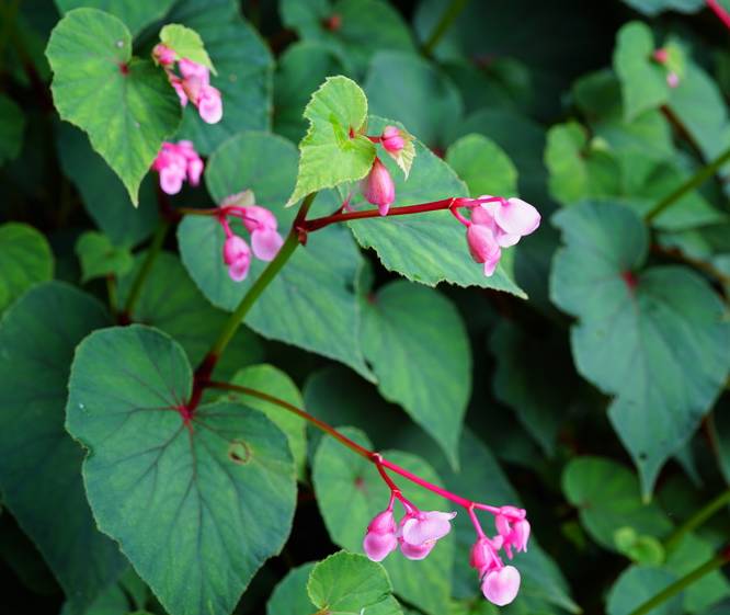 begonia grandis