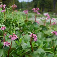 bergenia