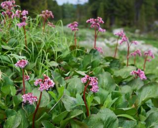 bergenia - plante des savetiers