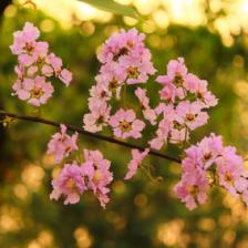bouturage lilas des indes