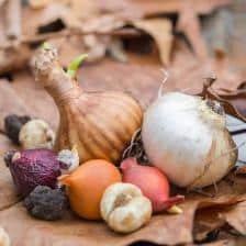 bulbe fleur automne