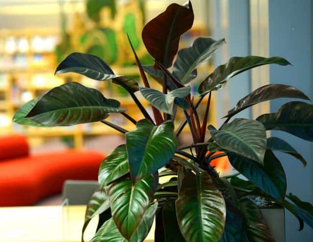 Calathea : culture, soins et conseils d'entretien