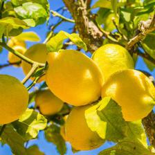 citronnier 4 saisons