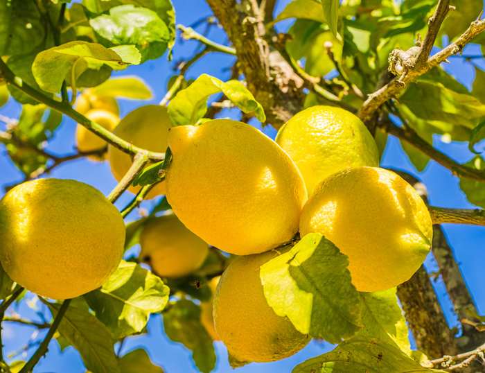 Citronnier 4 saisons Meyer Jaune - Le Jardin du Rudel