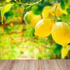 citronnier