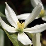 clematite armandii