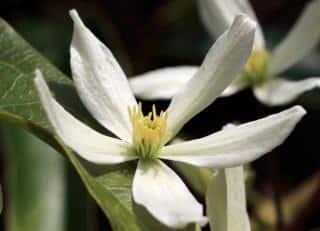 clematite armandii