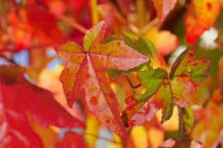 Copalme d'Amerique à l'automne