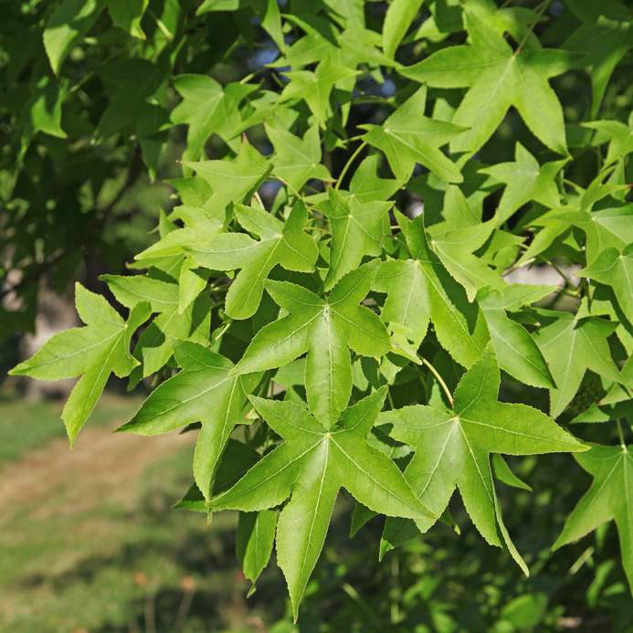 copalme amerique