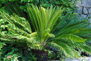 cycas