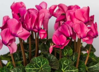 cyclamen interieur