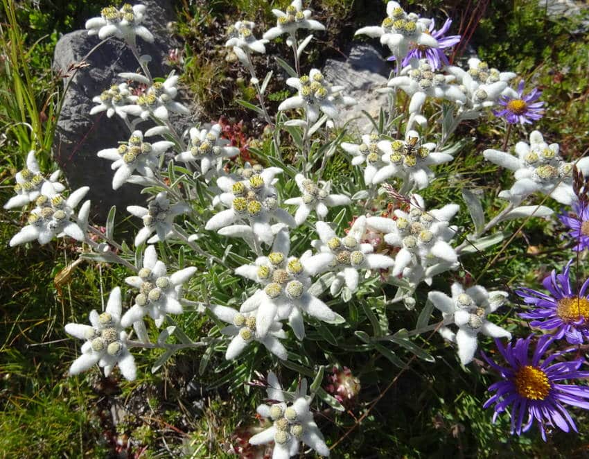 Edelweiss : entretien, taille, arrosage