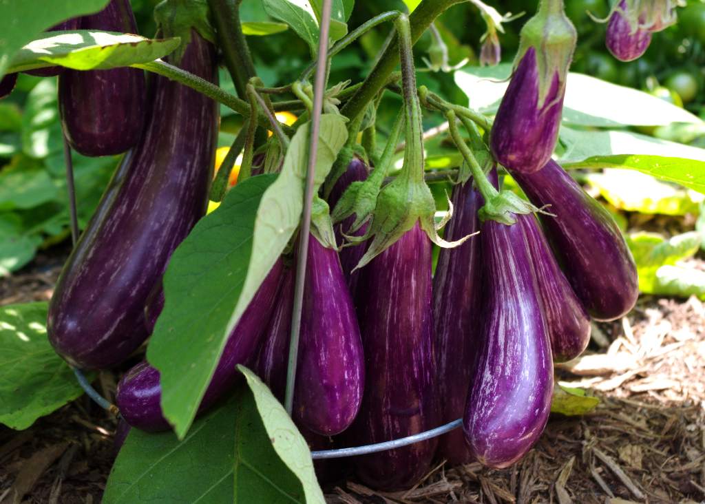 Eggplant - sowing, growing and harvesting eggplants ...
