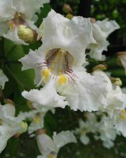 feuille de catalpa en fleur