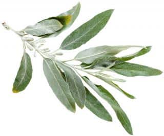 feuille elaeagnus angustifolia