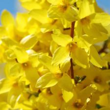forsythia